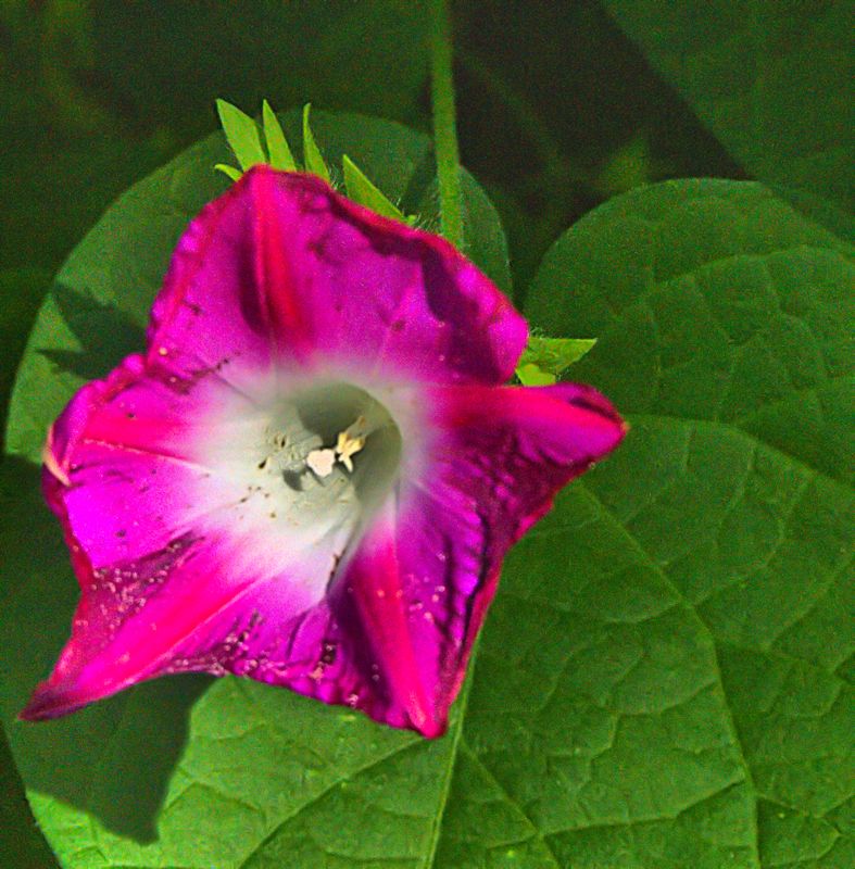 [Image: violetflowerseptSM.jpg]