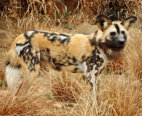 Wild Dog Breeds