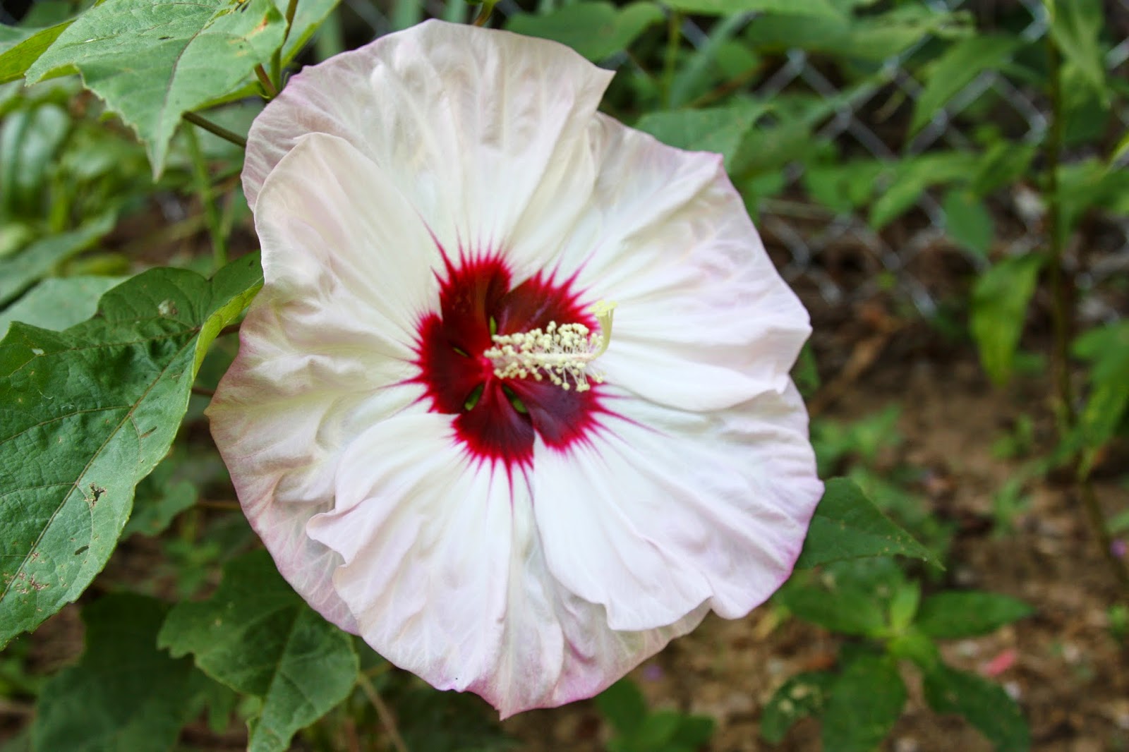 Hibiscus Cherry Cheesecake Mallow is Summerific