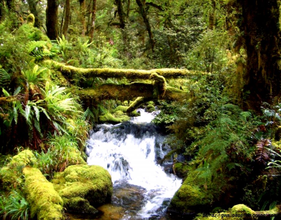 Fiordland Rainforest  New Zealand Tramper hiking and walking Fiordland Rainforest  New Zealand Tramper hiking and walking