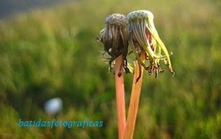 A NATUREZA É QUE MANDA