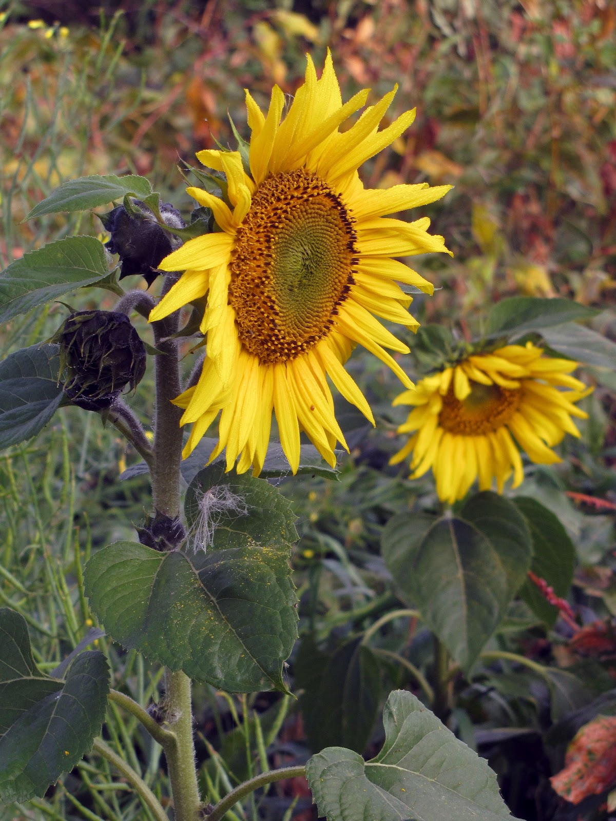 Porch Swing Creations Potted Sunflowers