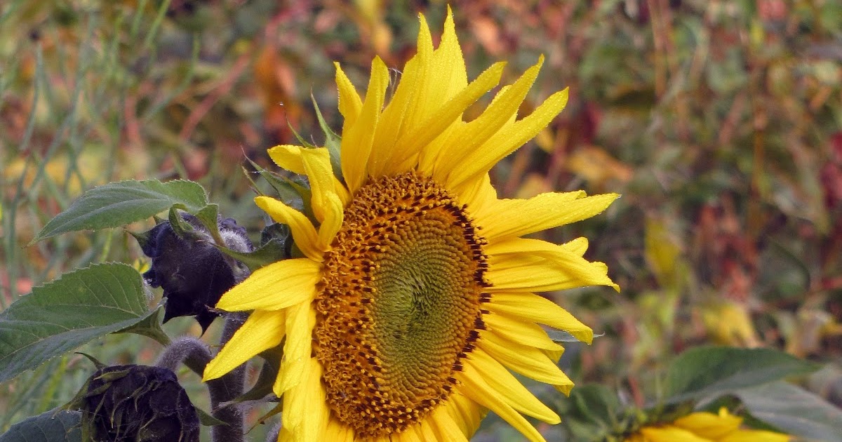 Porch Swing Creations Potted Sunflowers