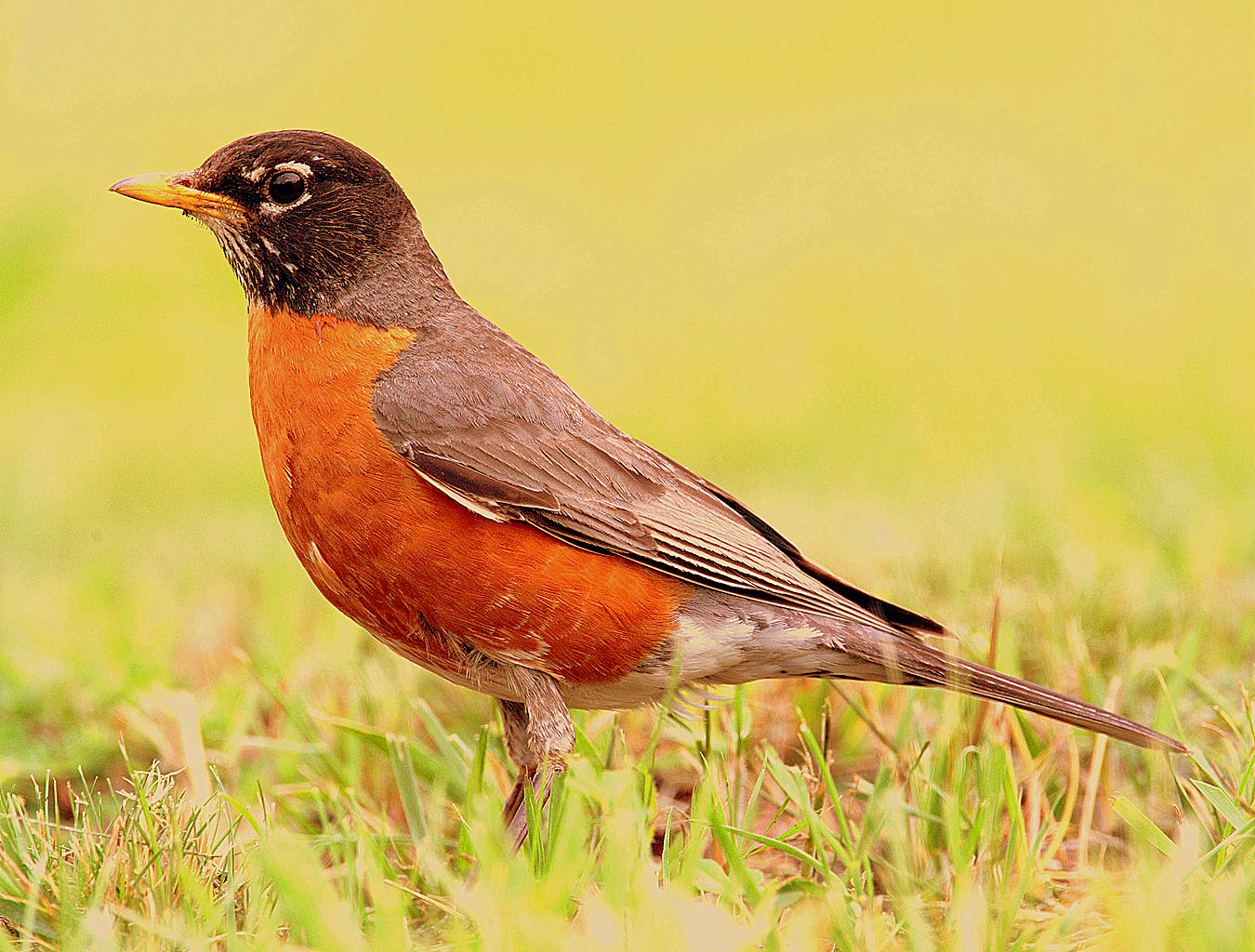 Lotus and Cedar Robin Redbreast