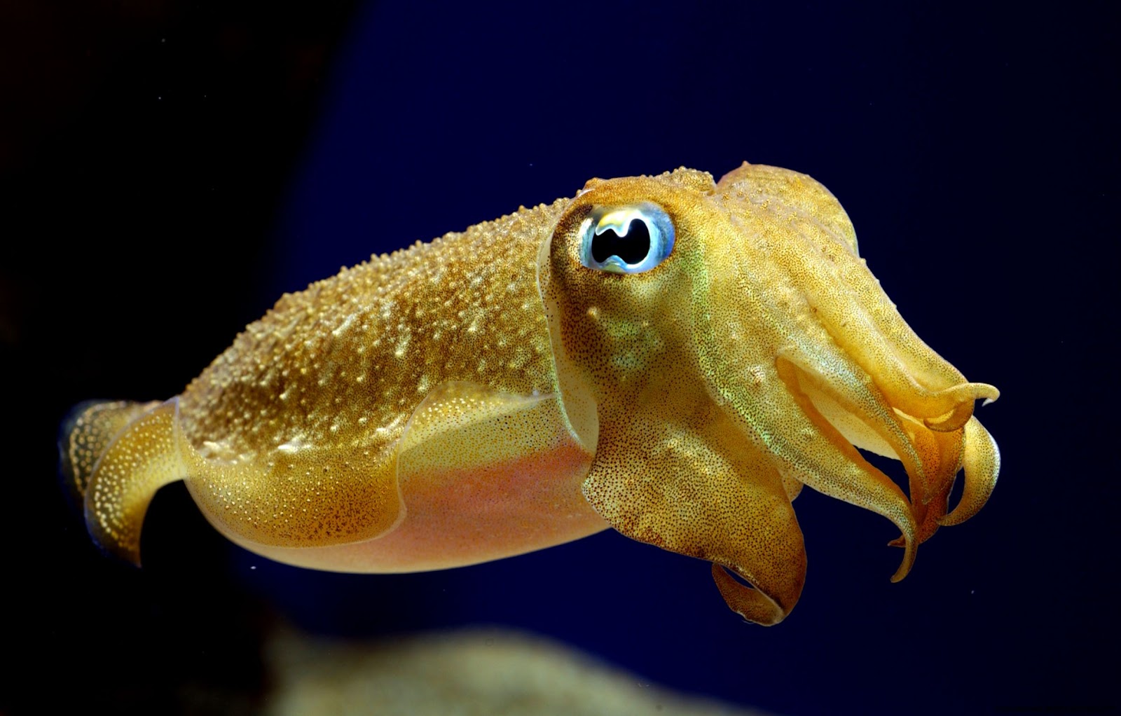 Squid Animal Squid Animal