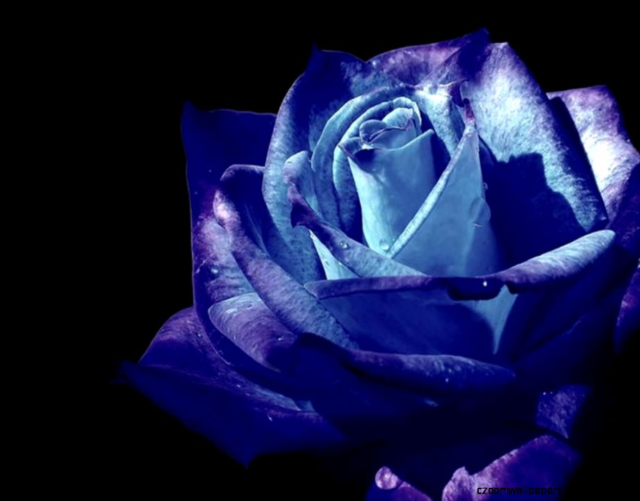 Windows Black And Blue Red Rose Wide Wallpapers HQ Backgrounds Windows Black And Blue Red Rose Wide Wallpapers HQ Backgrounds