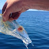 Encuentran pez transparente en Nueva Zelanda