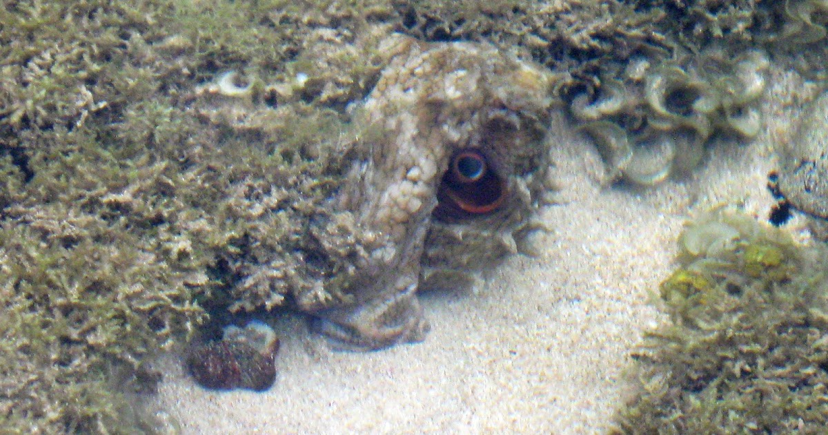 Shooting From The Hip Octopus camouflage Kauai, Hawaii
