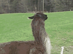 Llama-cant-deal-with-it.gif