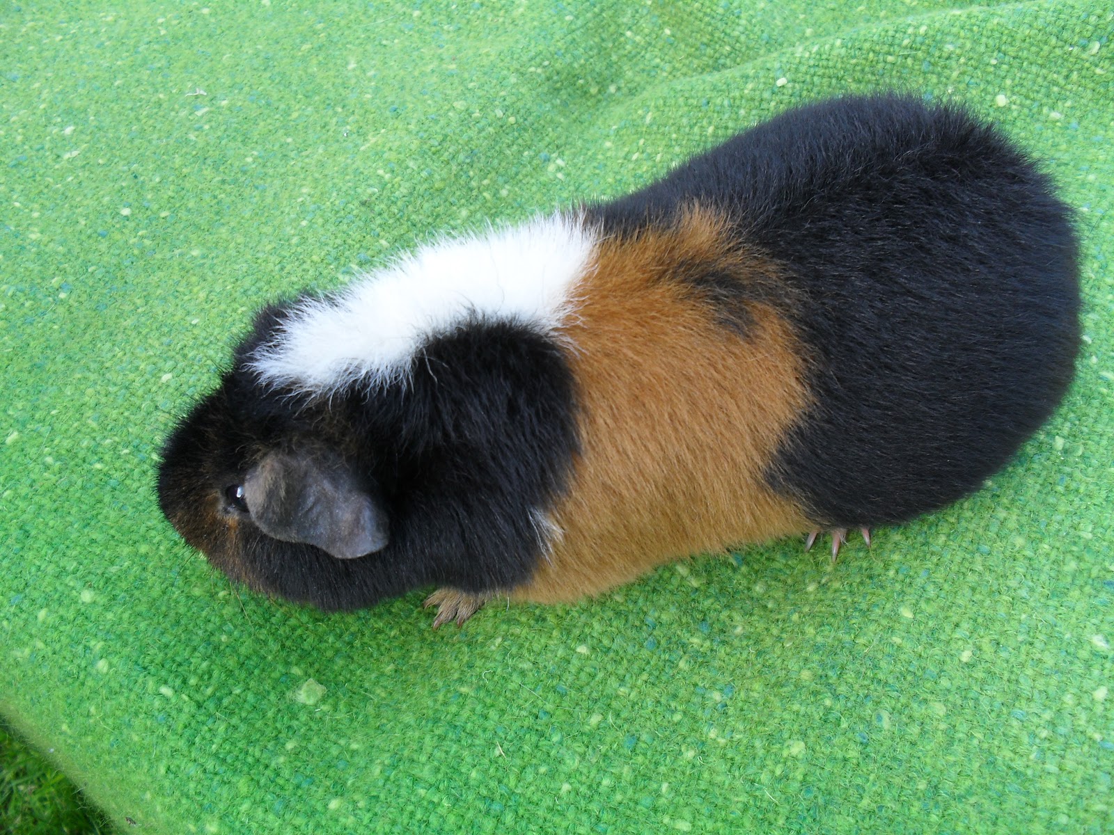 Teffie's Teddys: My Piggies