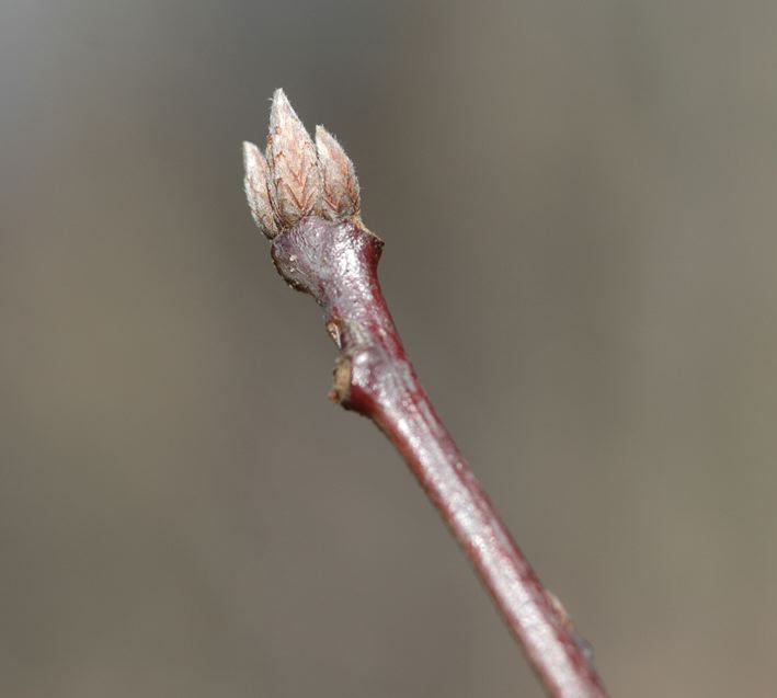 Field Biology in Southeastern Ohio Oaks of Ohio