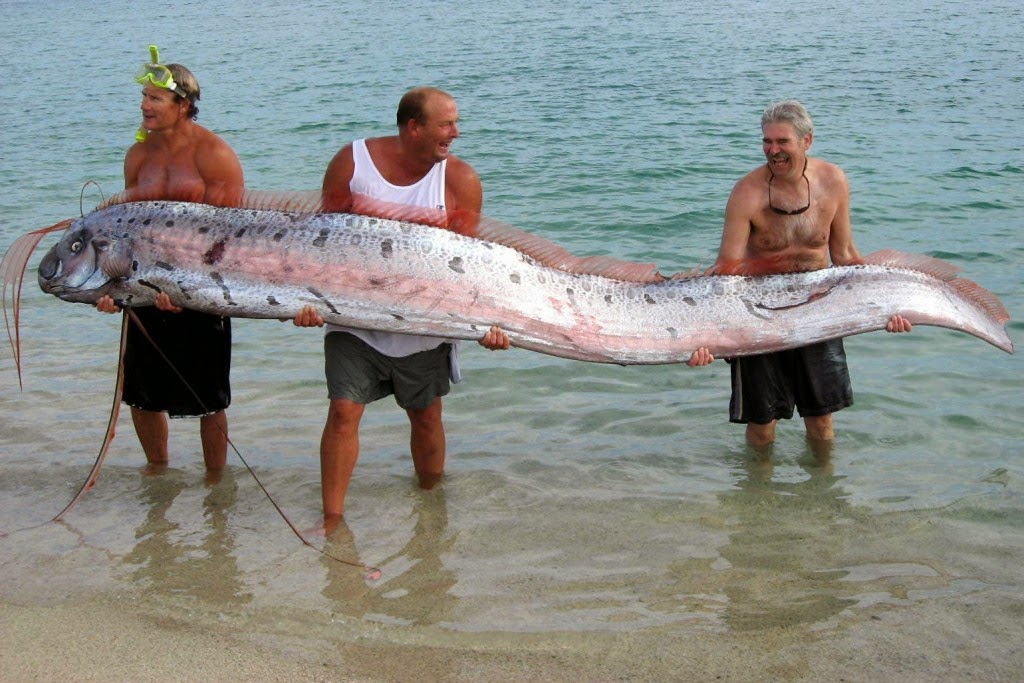 The Largest Fish In The World- 