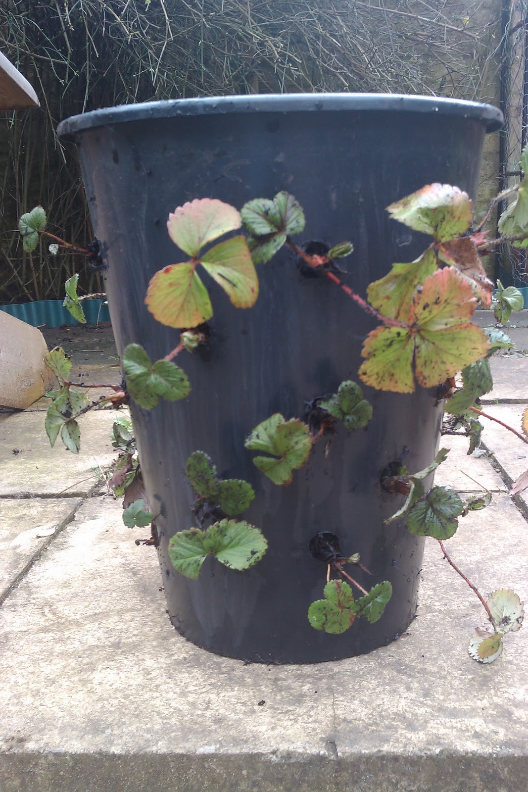 all day I dream about gardening DIY strawberry planter