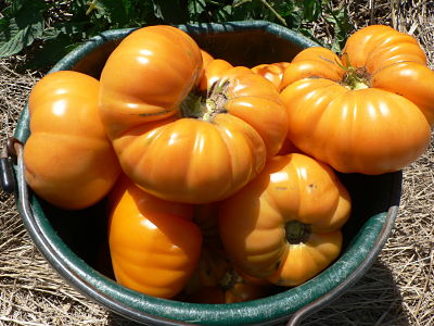 amana orange tomato
