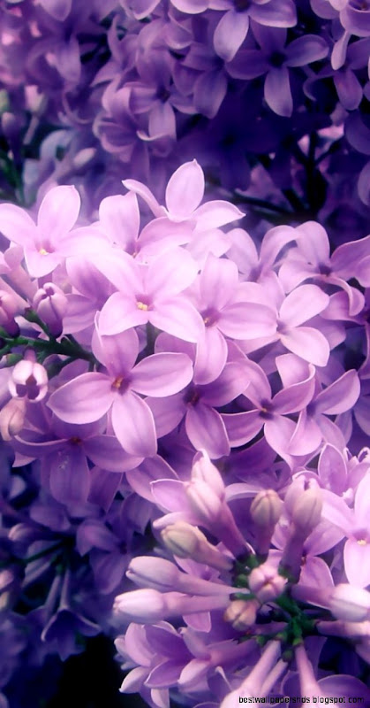 Most Popular iPhone Wallpaper   WallpaperSafari