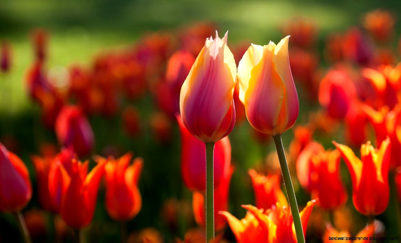 1440x900 Red tulips summer Wallpaper 1440x900 Red tulips summer Wallpaper