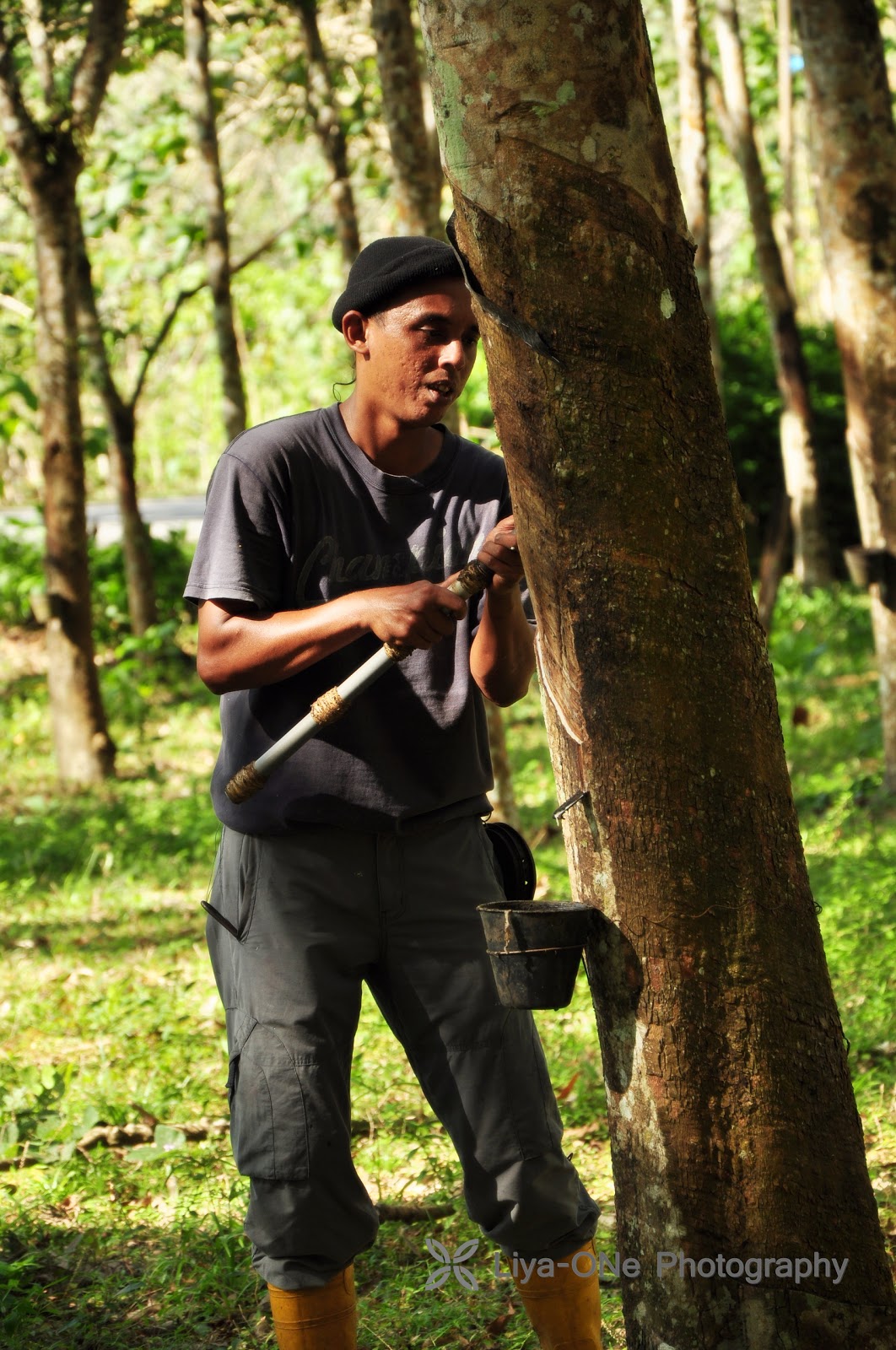  Rubber Tapping