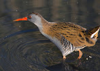 Water Rail