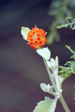 Buddelja marribuifolia 110