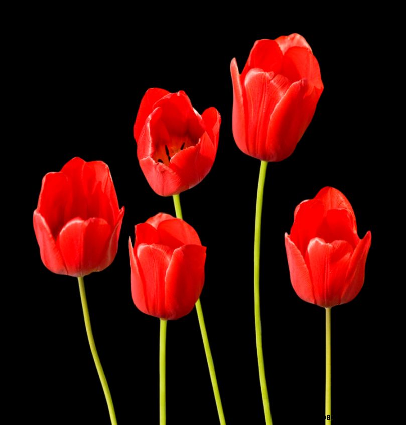 Red Tulips Black Background by Natalie Kinnear Red Tulips Black Background by Natalie Kinnear