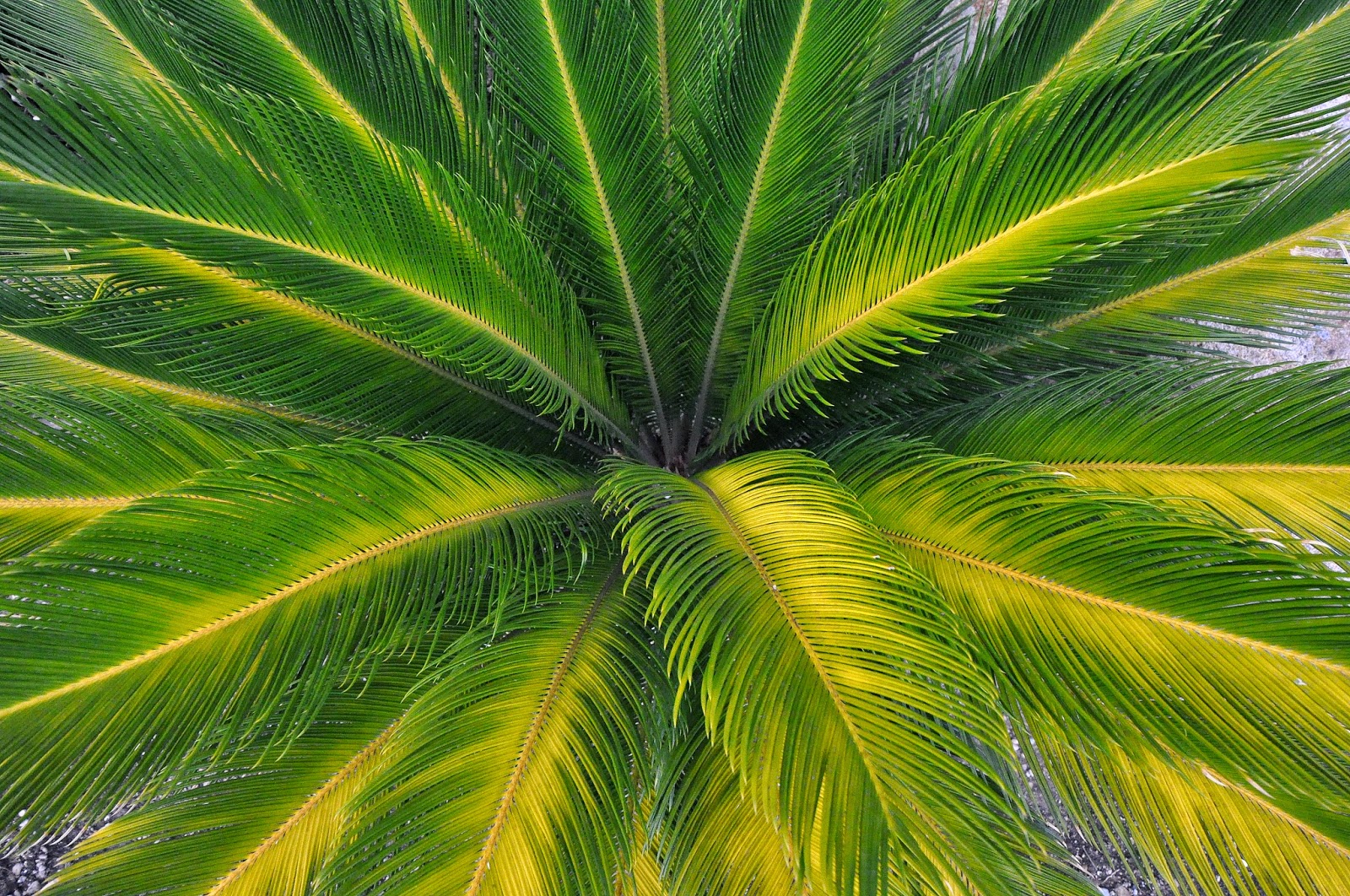 green coconut tree leaf