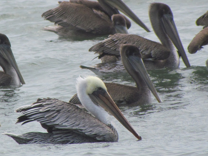 ポートランド付近の鳥達 Brown Pelican カッショクペリカン