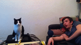 Cool animals giving high fives (15 gifs), funny gifs, cat high five