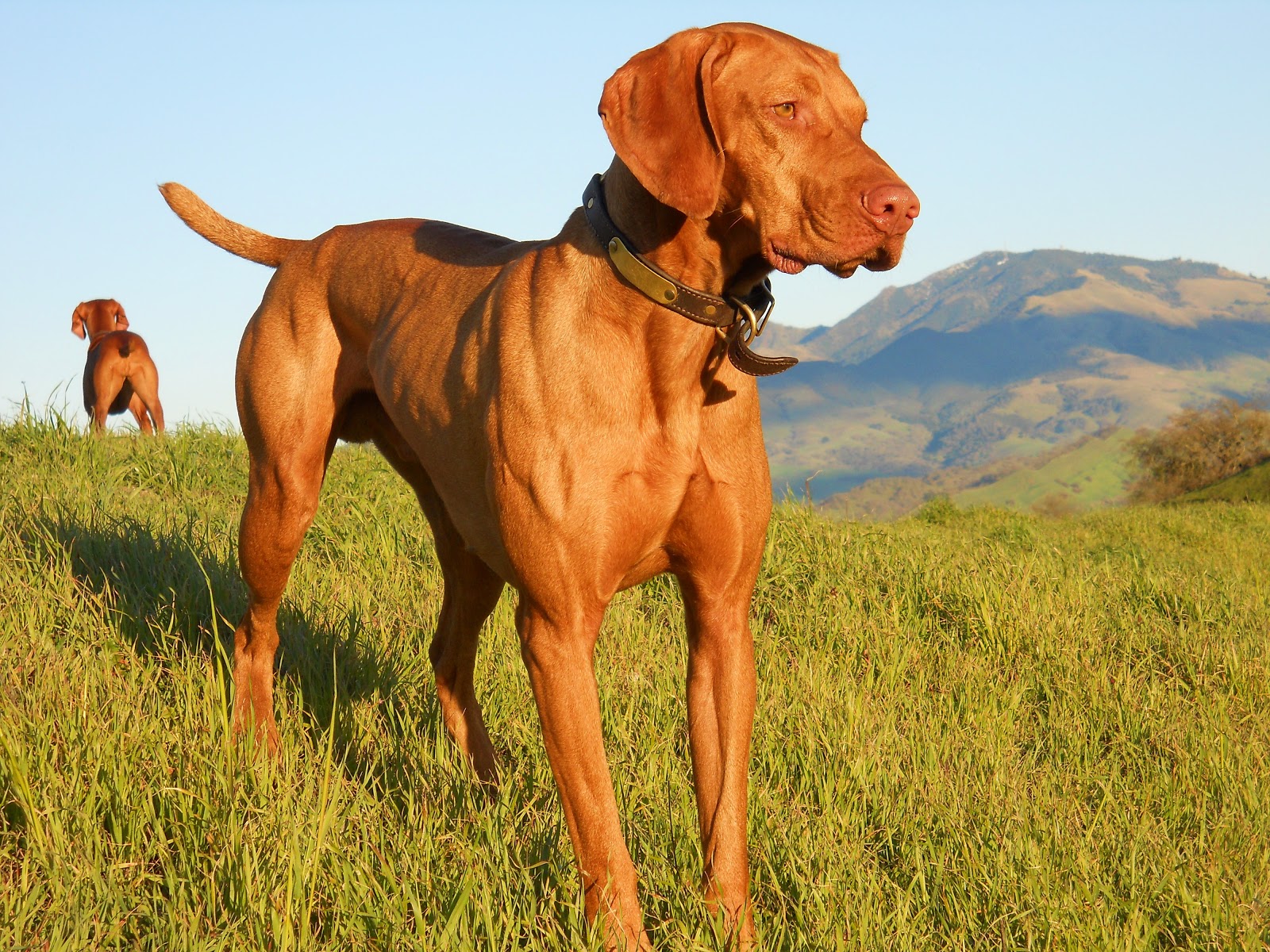 redbirddog a hungarian pointer (vizsla) blog Not A Gentle Vizsla Picture