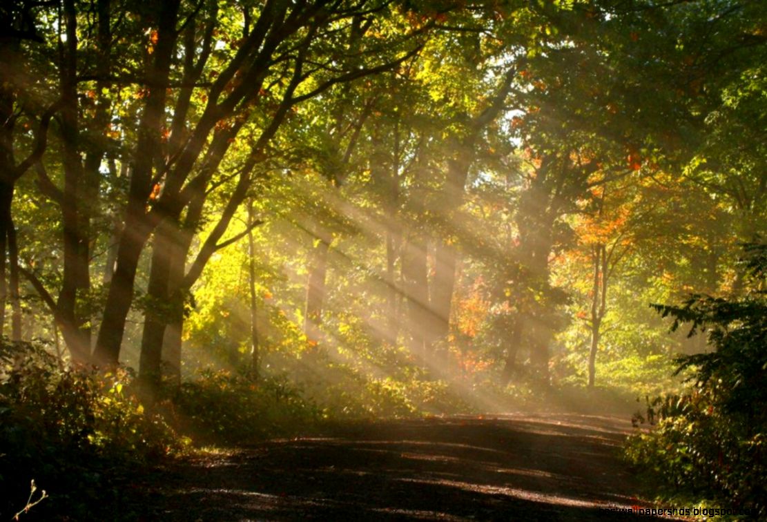 Beautiful Sunshine through Tree Beautiful Sunshine through Tree
