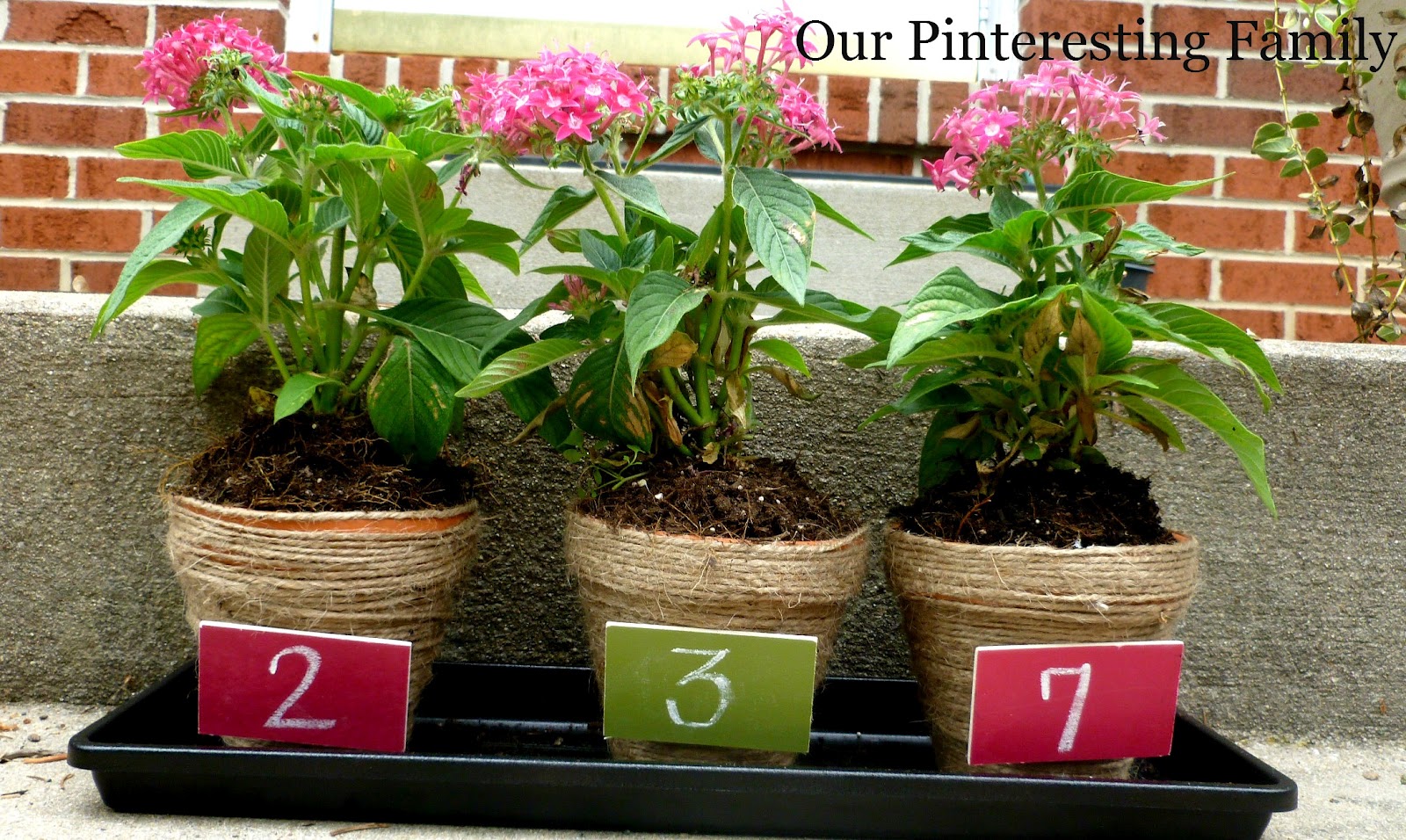 Our Pinteresting Family Mother's Day Gift Idea Jute Wrapped Flower Pots
