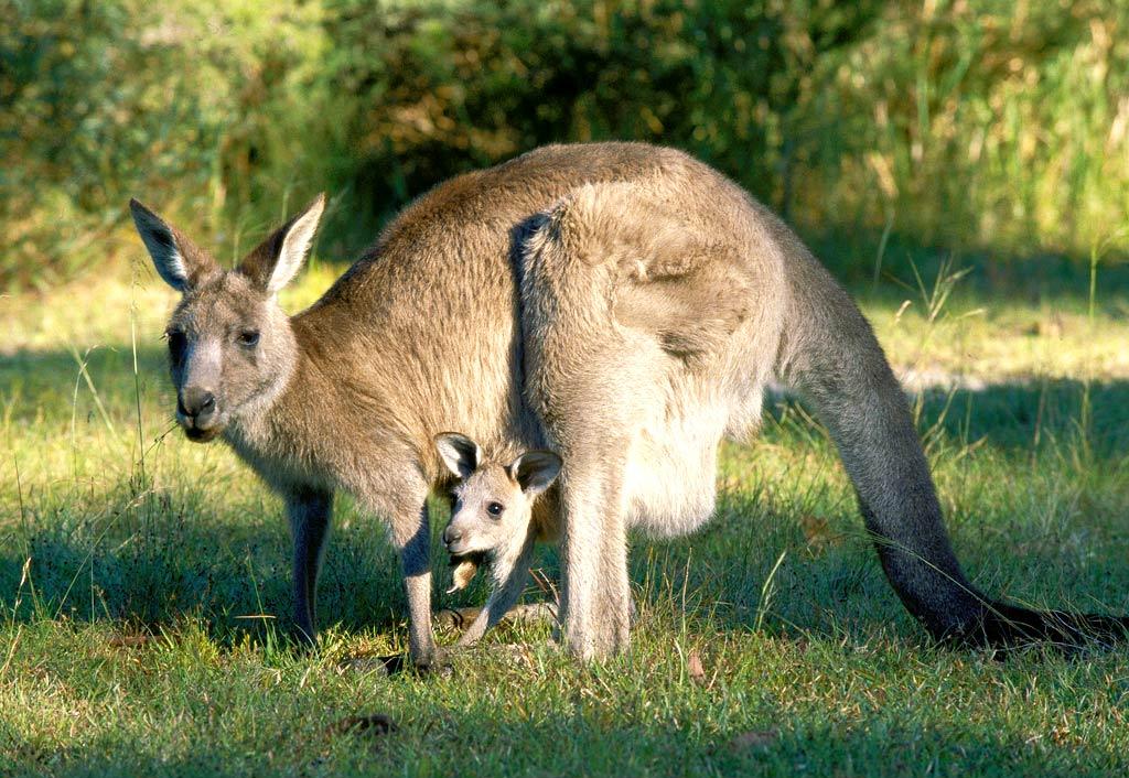 Kangaroo Wallpapers Pets Cute and Docile