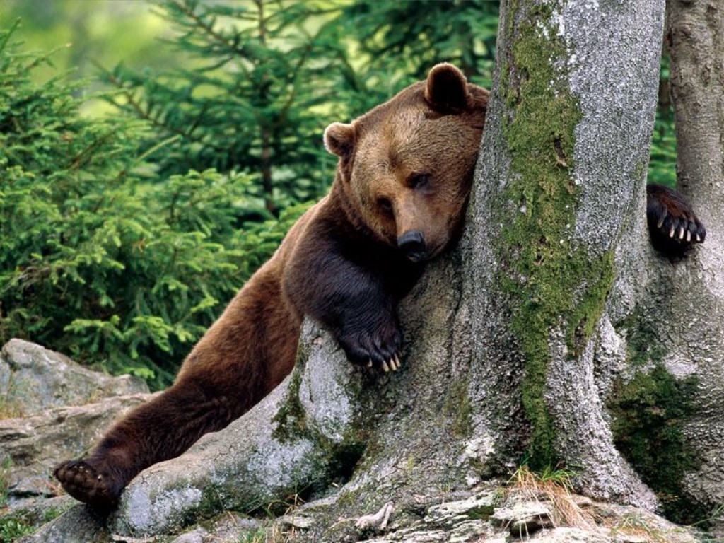Brown Bear Wallpapers Fun Animals Wiki, Videos, Pictures, Stories