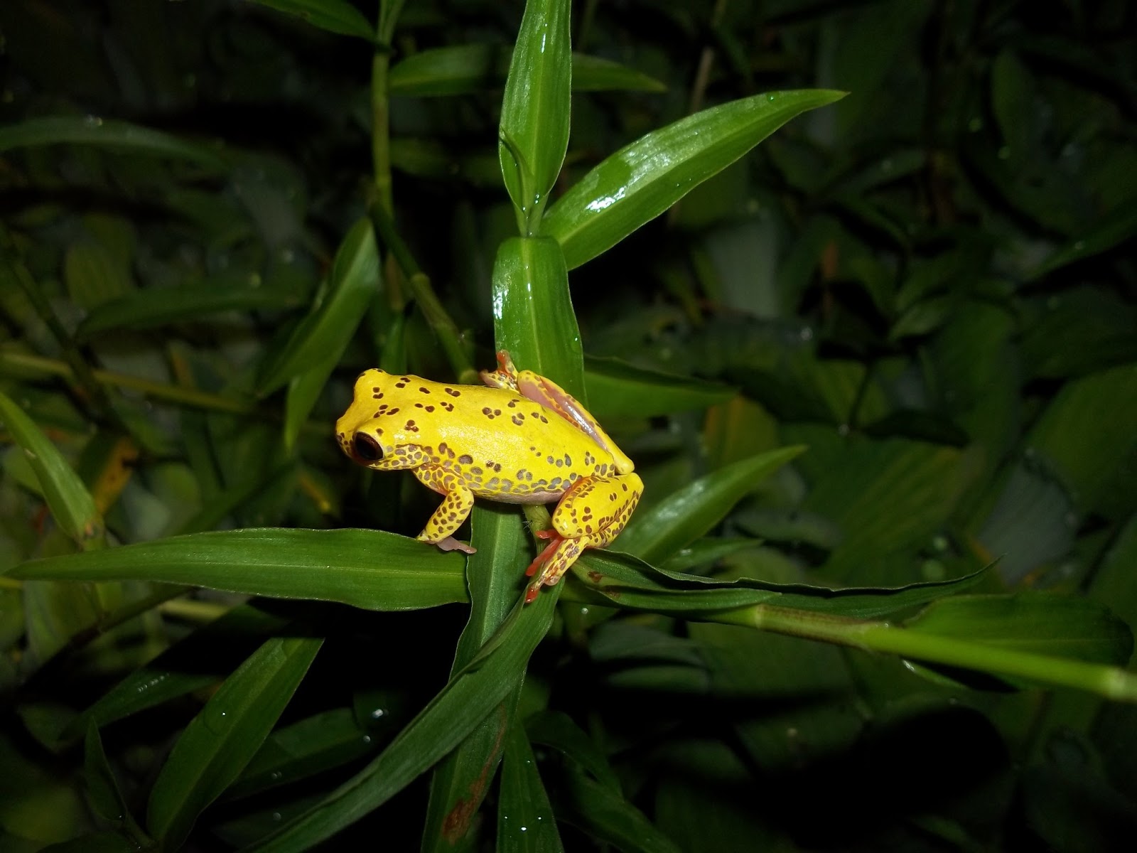 Ranas y Sapos de San Martín Perú Dendropsophus triangulum Gunther, 1869