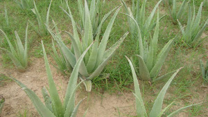 Aloe Vera Plant