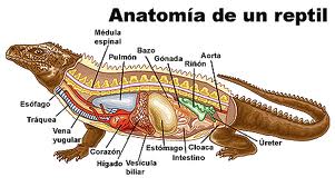 DERECHO Y CIENCIAS POLITICAS: LOS REPTILES