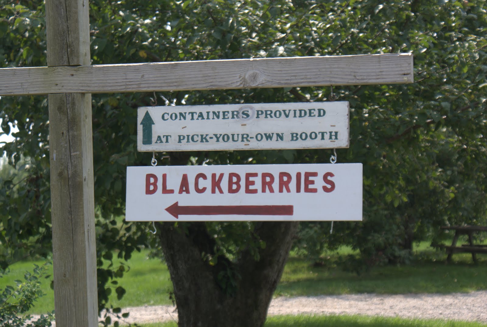 Soused Blueberries Russell Orchards Ipswich, MA