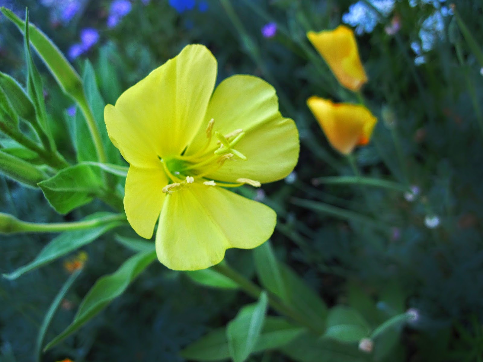 Our First Visitor to the Butterfly Garden