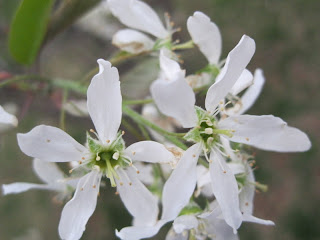 Closeup of serviceberry flowers