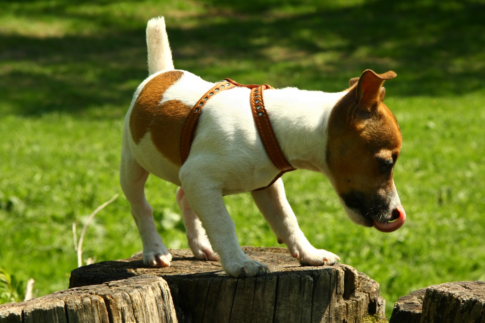 Jack Russell Wallpapers Pets Cute and Docile