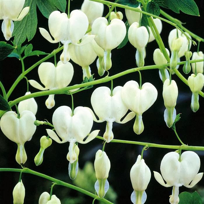 HOW TO GROW THE BLEEDING HEART Lamprocapnos spectabilis (syn