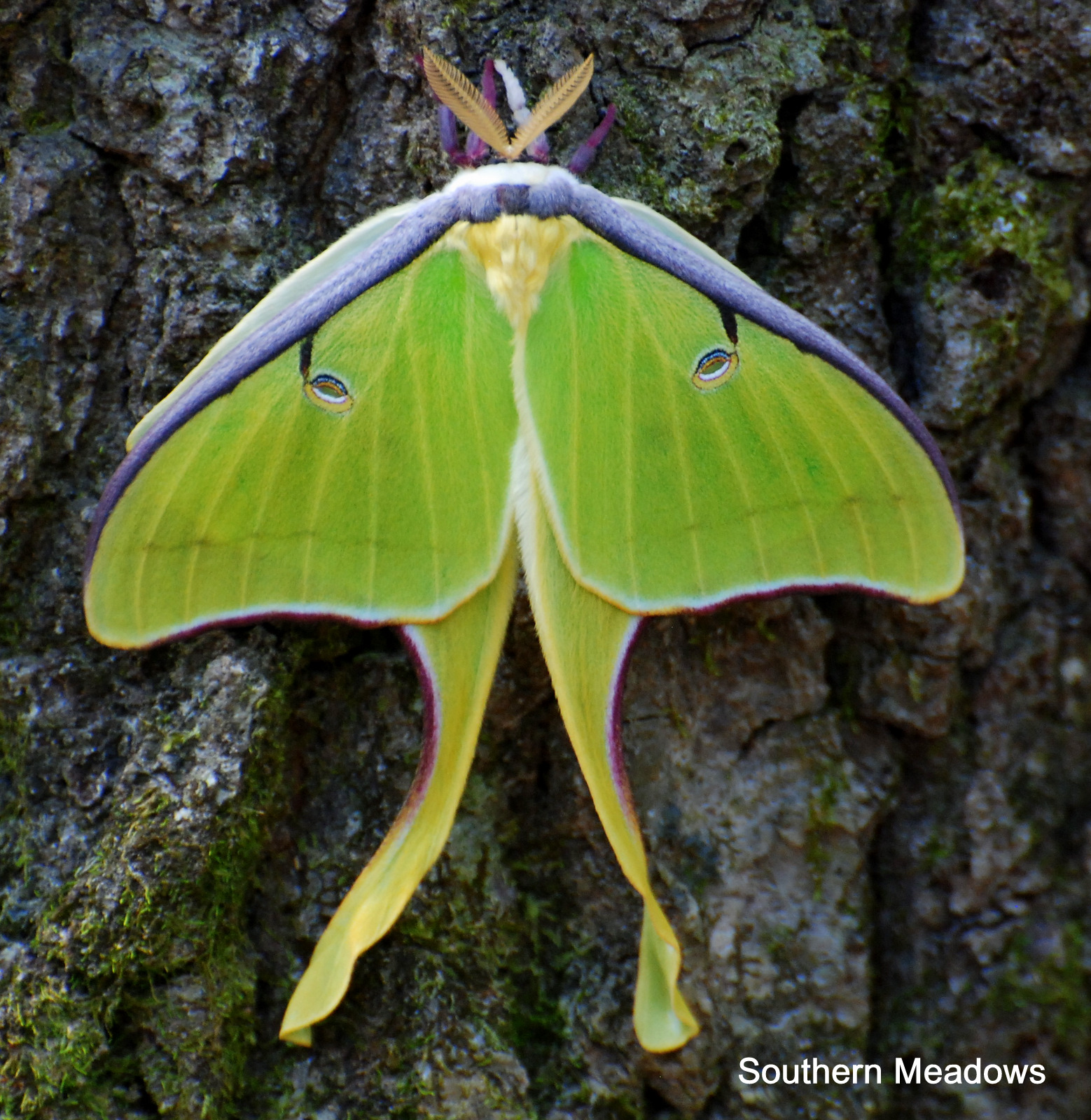 Albums 93+ Pictures Images Of Luna Moths Stunning 10/2023