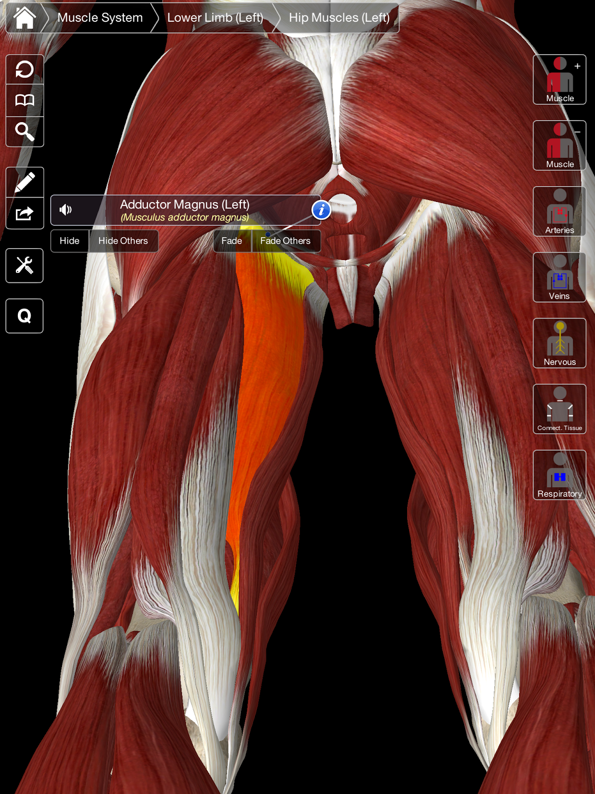 Lower back and hip pain 32 weeks pregnant cramping, pulled muscle above