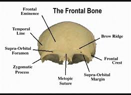 Bones of the Skull ~ Anatomy for MSP