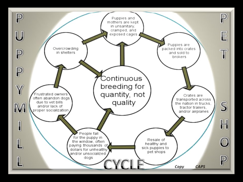 PUPPY MILL PET SHOP CYCLE