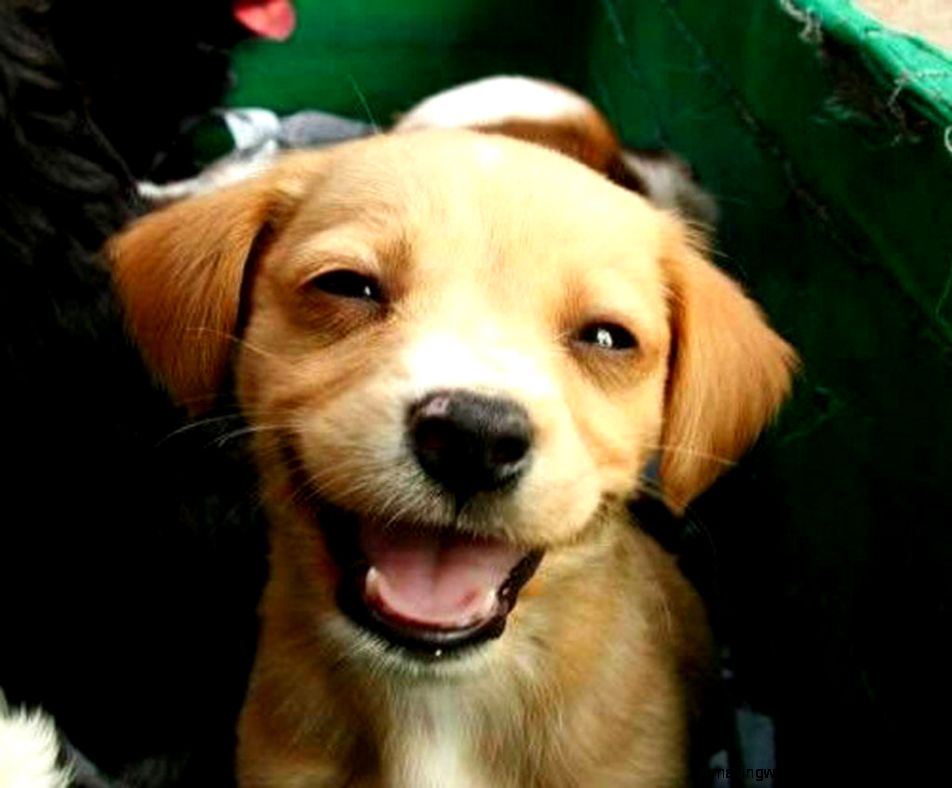 happy animals 1024x866 happy animals 1024x866