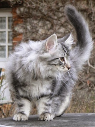 36+ Grey Norwegian Forest Cat Size Pictures