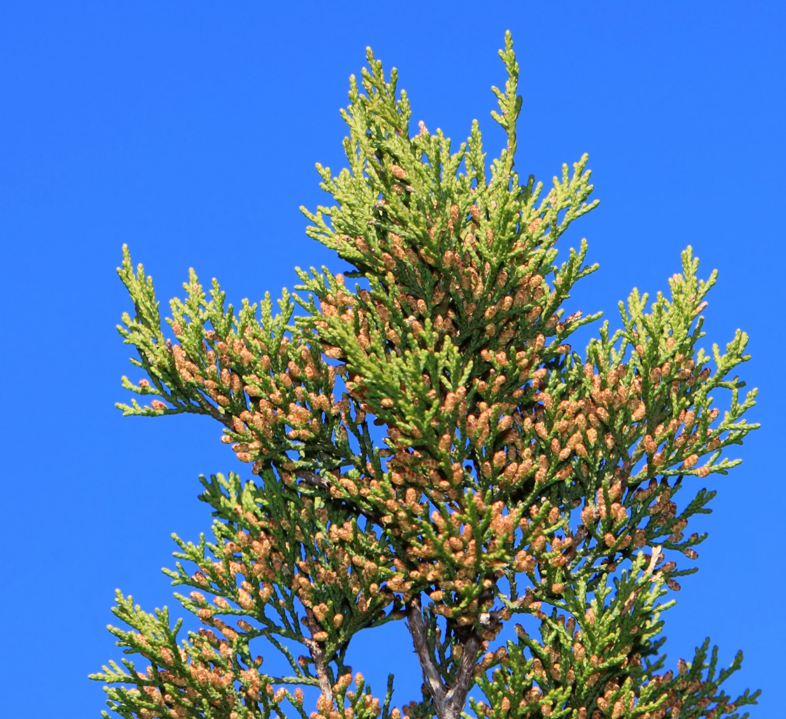 NatureWatch Dispelling Common Myths of the Ashe Juniper