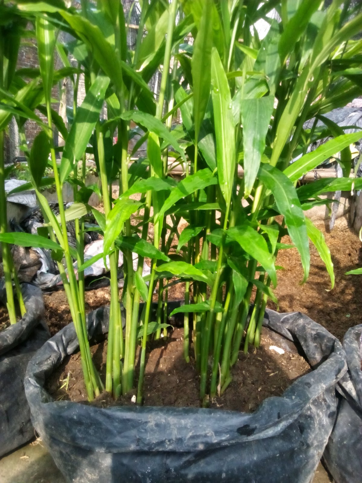 kebun jahe nusantara: Dari Kebun Jahe di Wonoayu Sidoarjo