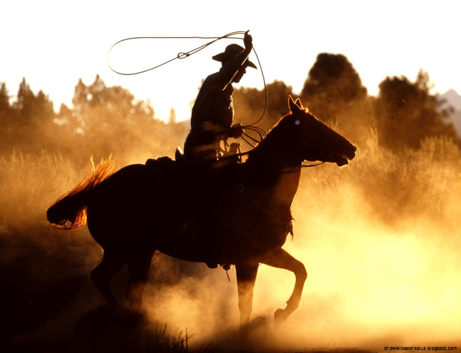 Cowboy Lasso Cowboy Lasso