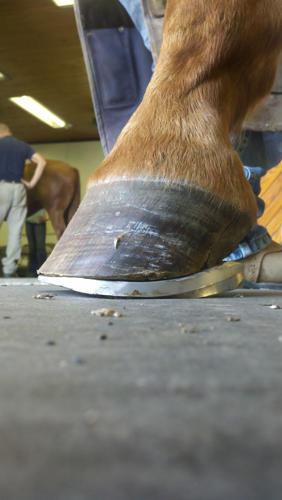 Innovative Equine Podiatry Pictures from the 5 day Podiatry class with